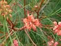 grevillea johnsii maybe_1